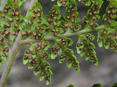 Cystopteris montana, photographed by Christian Berg