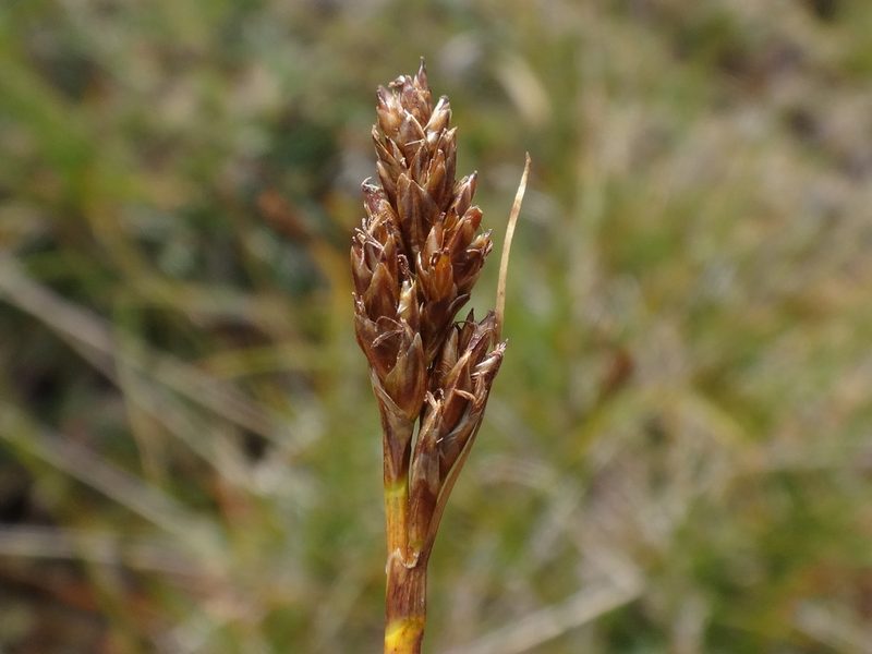 Carex simpliciuscula, photographed by Christian Berg