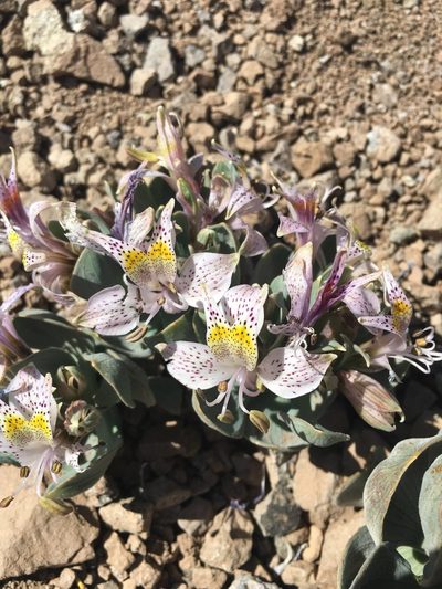 Alstroemeria andina, photographed by Aira Francisca Faúndez Fallau