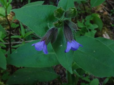 Pulmonaria kerneri, photographed by Christian Berg