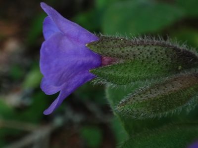 Pulmonaria kerneri, photographed by Christian Berg