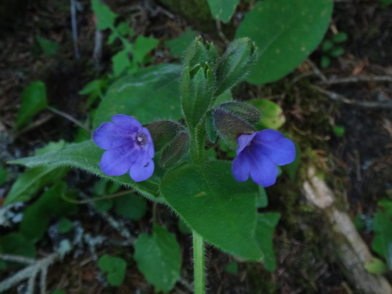 Pulmonaria kerneri, photographed by Christian Berg