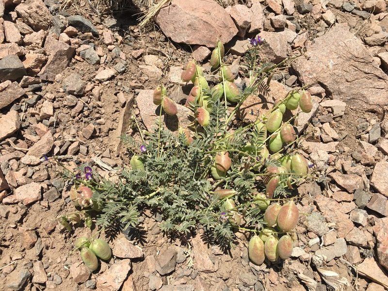 Astragalus pehuenches, photographed by Aira Francisca Faúndez Fallau