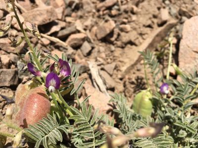 Astragalus pehuenches, photographed by Aira Francisca Faúndez Fallau
