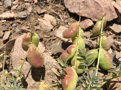 Astragalus pehuenches, photographed by Aira Francisca Faúndez Fallau