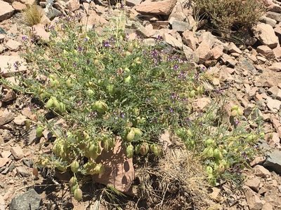 Astragalus pehuenches, photographed by Aira Francisca Faúndez Fallau
