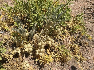 Astragalus pehuenches, photographed by Aira Francisca Faúndez Fallau