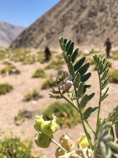 Astragalus pehuenches, photographed by Aira Francisca Faúndez Fallau