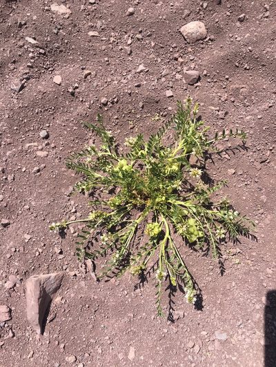 Astragalus vagus, photographed by Aira Francisca Faúndez Fallau