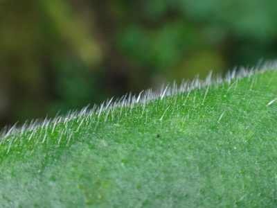 Pulmonaria kerneri, photographed by Christian Berg