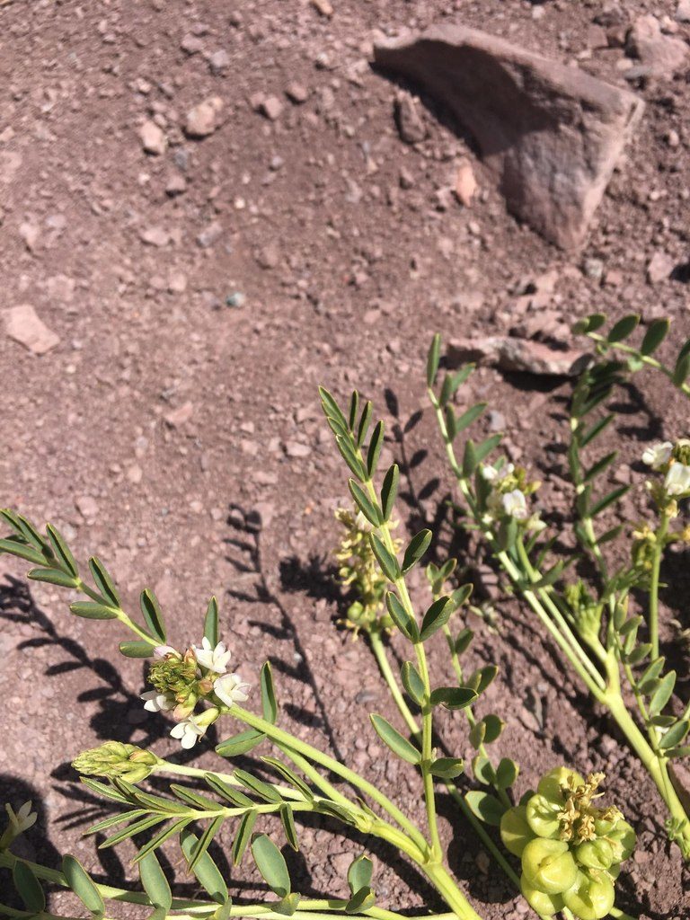 Astragalus vagus, photographed by Aira Francisca Faúndez Fallau