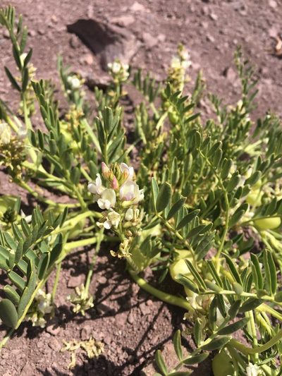 Astragalus vagus, photographed by Aira Francisca Faúndez Fallau