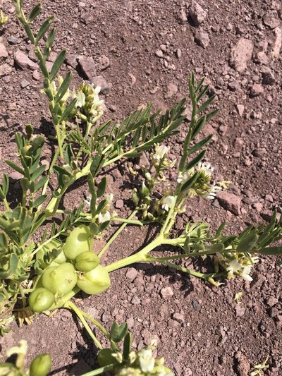 Astragalus vagus, photographed by Aira Francisca Faúndez Fallau