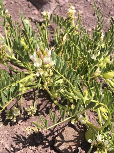 Astragalus vagus, photographed by Aira Francisca Faúndez Fallau