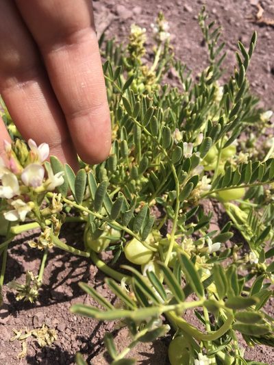 Astragalus vagus, photographed by Aira Francisca Faúndez Fallau