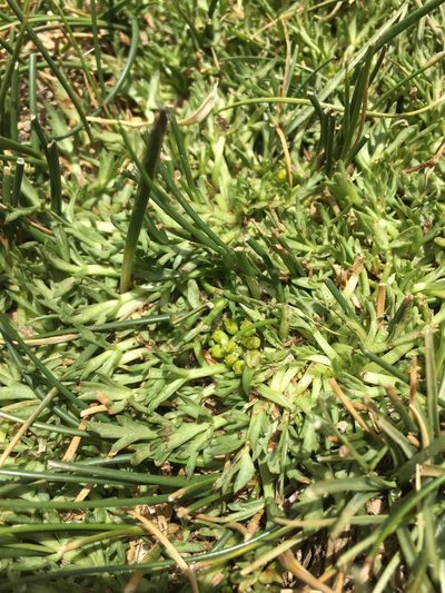 Azorella trifoliolata, photographed by Aira Francisca Faúndez Fallau