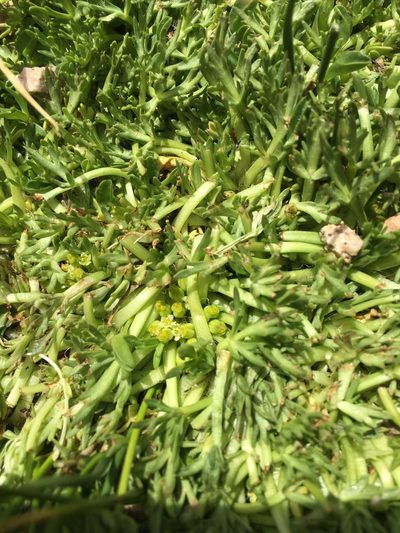Azorella trifoliolata, photographed by Aira Francisca Faúndez Fallau