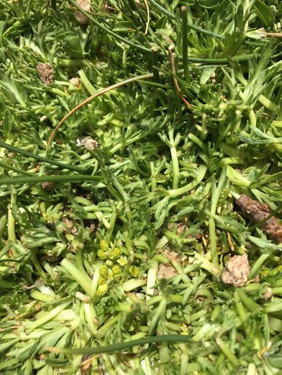 Azorella trifoliolata, photographed by Aira Francisca Faúndez Fallau