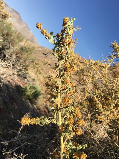 Buddleja suaveolens, photographed by Aira Francisca Faúndez Fallau