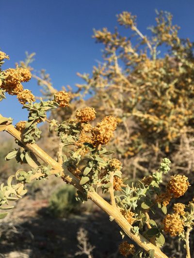Buddleja suaveolens, photographed by Aira Francisca Faúndez Fallau