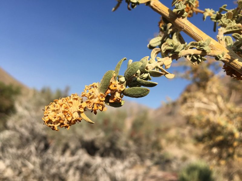 Buddleja suaveolens, photographed by Aira Francisca Faúndez Fallau