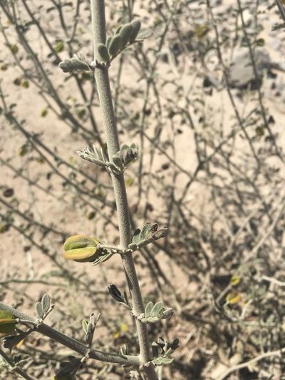 Bulnesia chilensis, photographed by Aira Francisca Faúndez Fallau