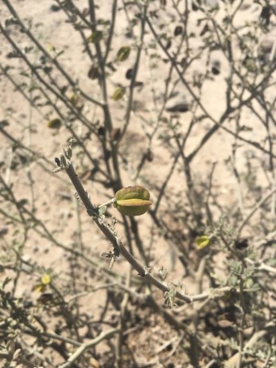 Bulnesia chilensis, photographed by Aira Francisca Faúndez Fallau