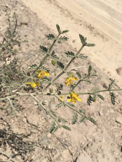 Bulnesia chilensis, photographed by Aira Francisca Faúndez Fallau