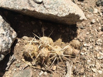 Maihueniopsis archiconoidea, photographed by Aira Francisca Faúndez Fallau