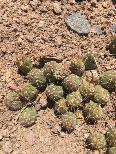 Maihueniopsis archiconoidea, photographed by Aira Francisca Faúndez Fallau