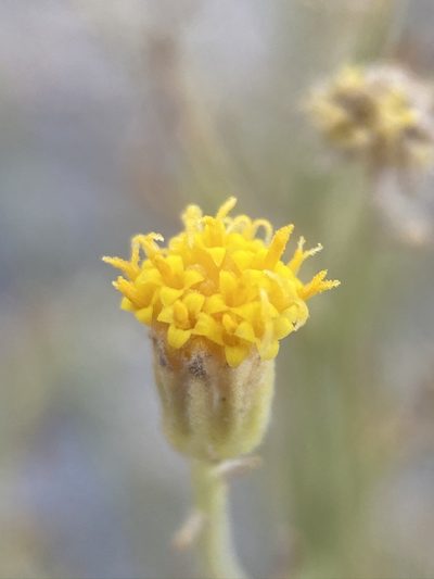 Perityle gracilis, photographed by Matt Berger