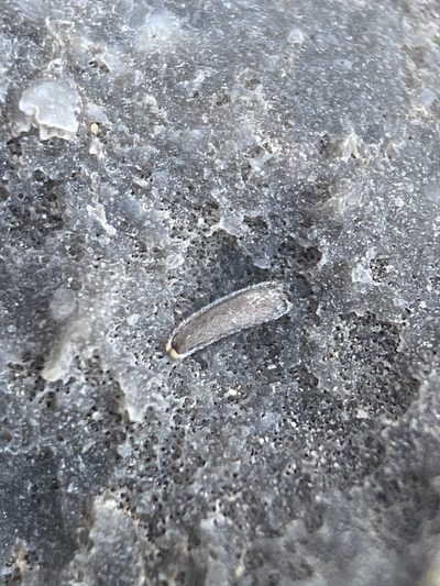 Perityle gracilis, photographed by Matt Berger