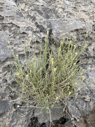 Perityle gracilis, photographed by Matt Berger