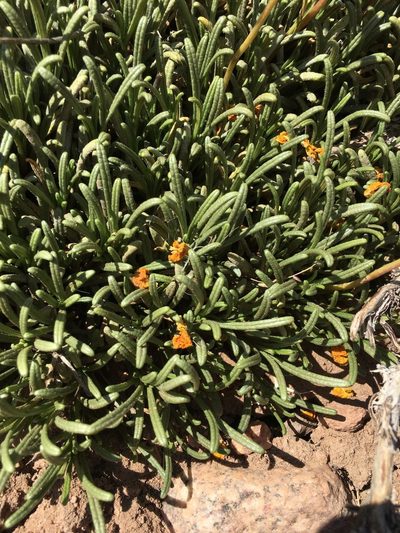 Calceolaria pinifolia, photographed by Aira Francisca Faúndez Fallau