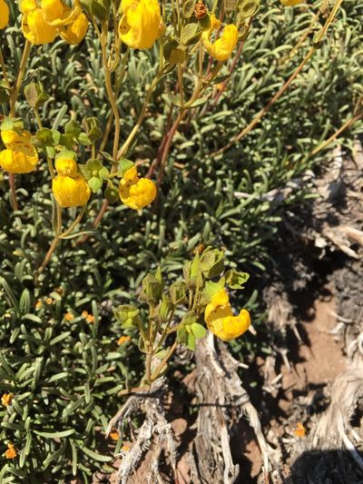 Calceolaria pinifolia, photographed by Aira Francisca Faúndez Fallau