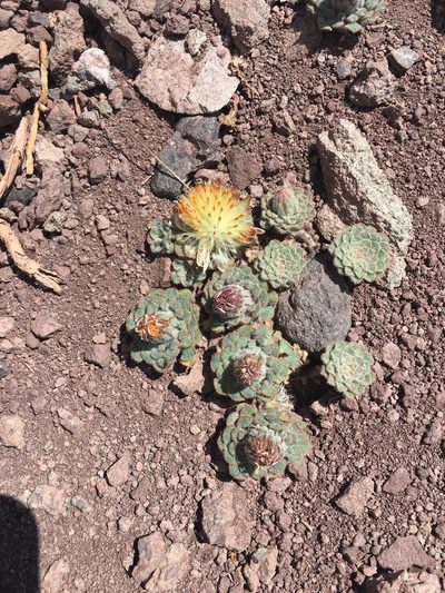 Chaetanthera lanata, photographed by Aira Francisca Faúndez Fallau