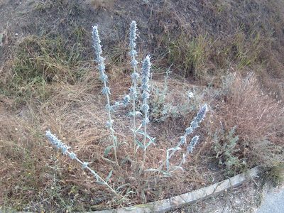 Stachys cretica, photographed by Михаил Орлов