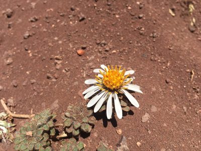 Chaetanthera lanata, photographed by Aira Francisca Faúndez Fallau