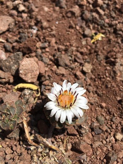 Chaetanthera lanata, photographed by Aira Francisca Faúndez Fallau