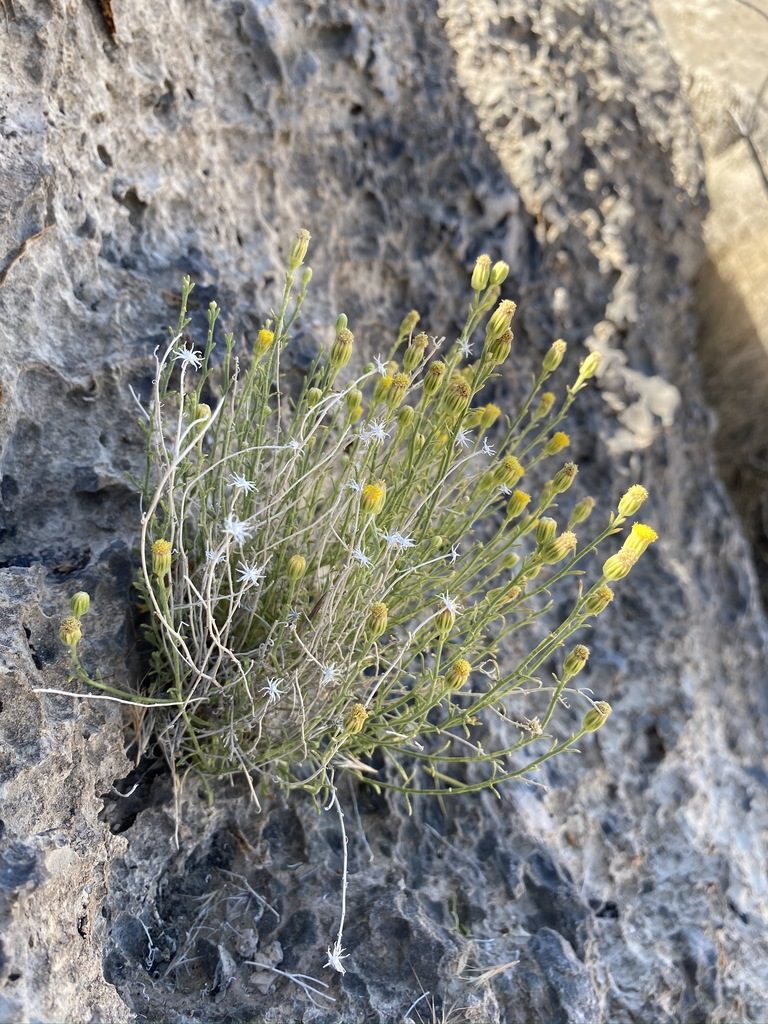Perityle gracilis, photographed by Matt Berger