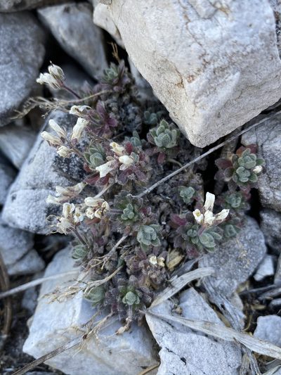 Draba jaegeri, photographed by Matt Berger