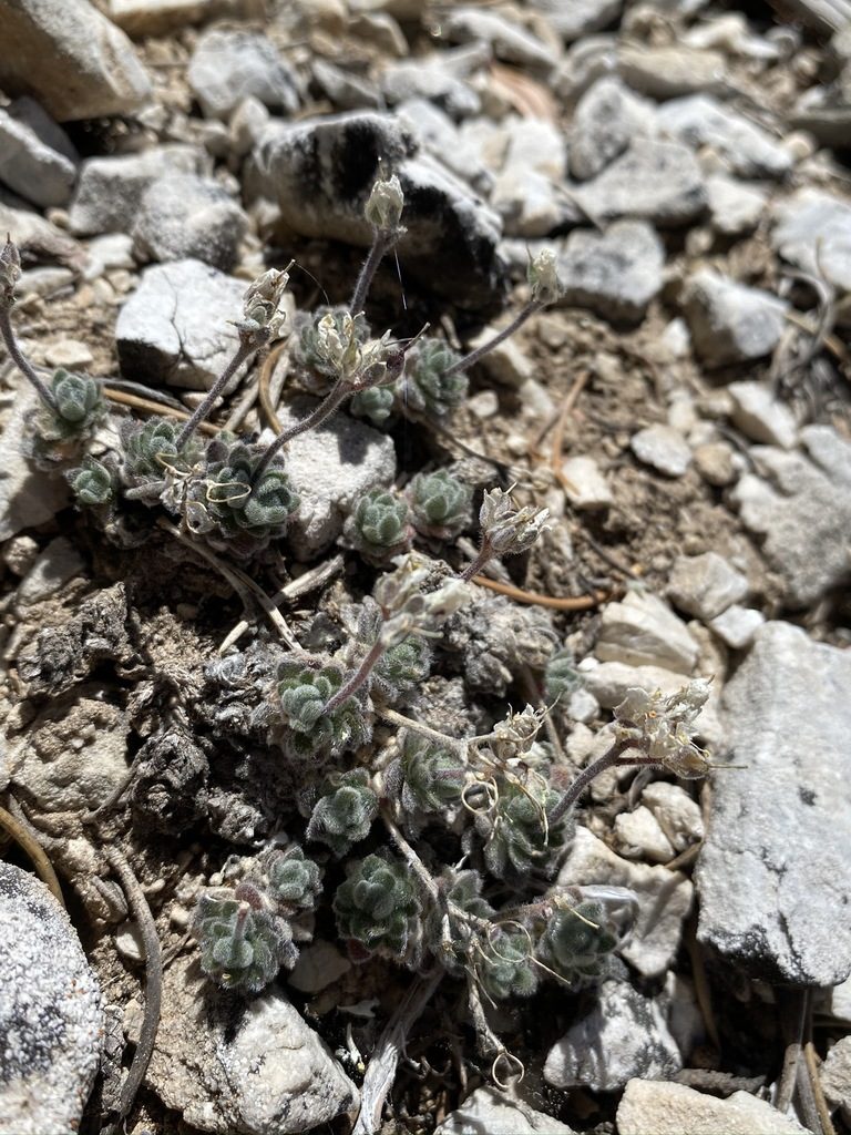 Draba jaegeri, photographed by Matt Berger
