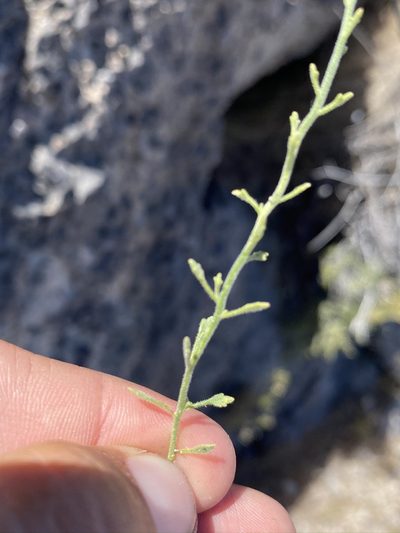 Perityle gracilis, photographed by Matt Berger