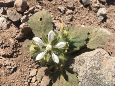 Presliophytum malesherbioides, photographed by Aira Francisca Faúndez Fallau