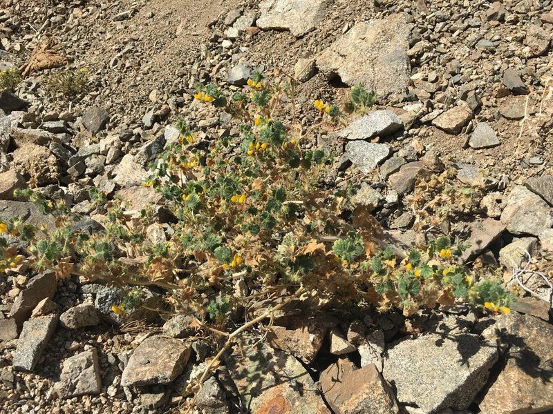 Loasa rotundifolia, photographed by Aira Francisca Faúndez Fallau