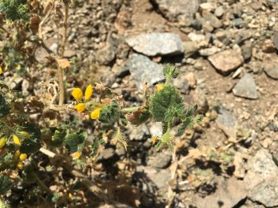 Loasa rotundifolia, photographed by Aira Francisca Faúndez Fallau