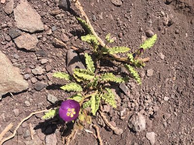Cristaria andicola, photographed by Aira Francisca Faúndez Fallau