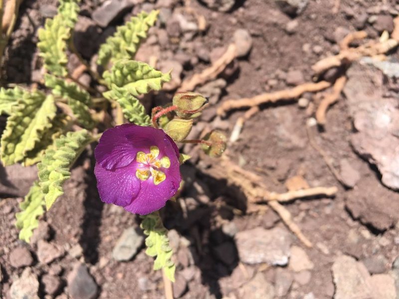 Cristaria andicola, photographed by Aira Francisca Faúndez Fallau