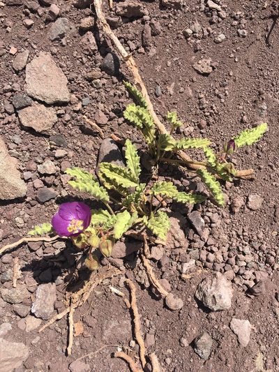Cristaria andicola, photographed by Aira Francisca Faúndez Fallau