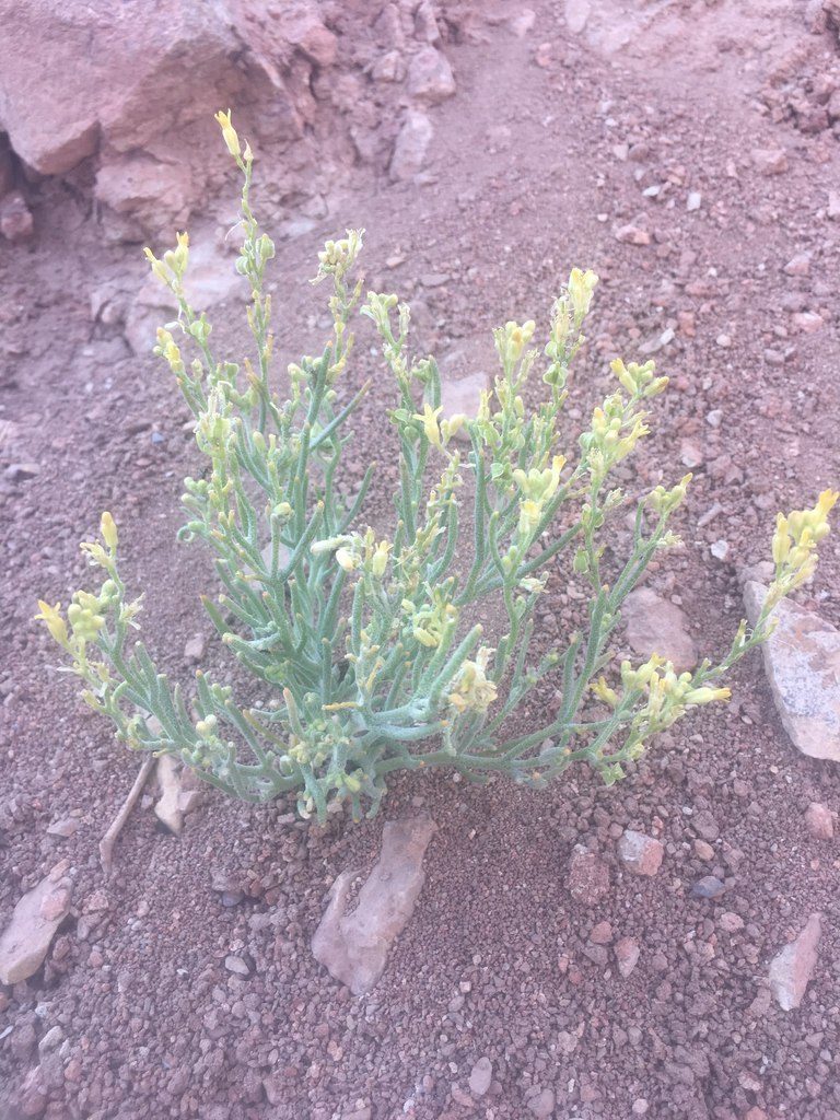 Menonvillea pinnatifida, photographed by Aira Francisca Faúndez Fallau